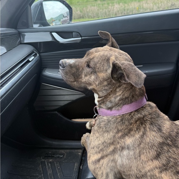 🦄Richelle McCurry is live!! 🦄 - Picture 4 of 4